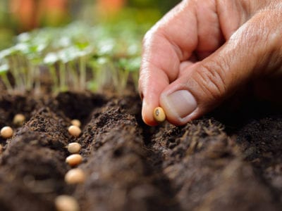 seed planting
