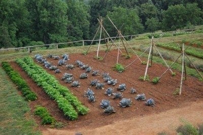 vegetable garden plot