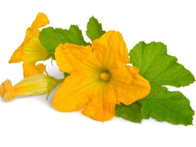 zucchini flowers