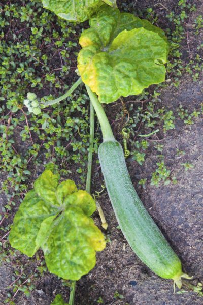 yellow zucchini leaves