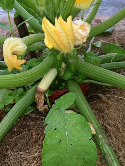zuccini blossom end rot