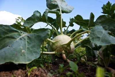 kohlrabi plant1