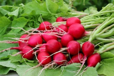 radish