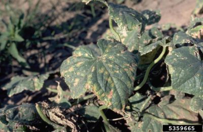 angular leaf spot