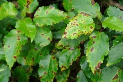 angular leaf spot hibiscus