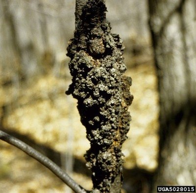 black knot disease1