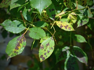 leaf spots