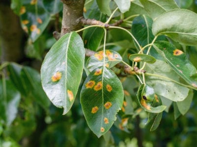 plant rust disease