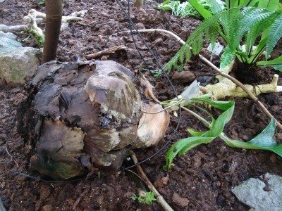 rotted bulb2