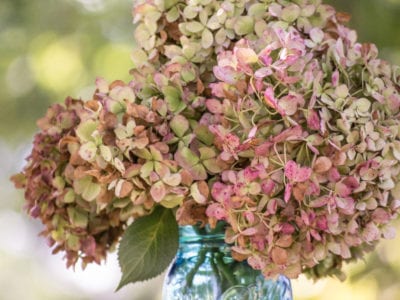 drying hydrangea flowers