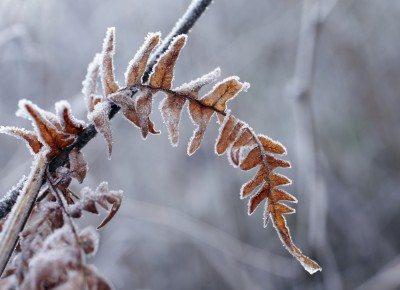 dying fern winter