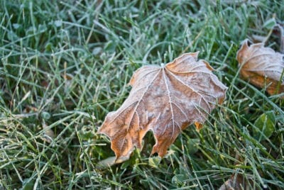 light frost 1
