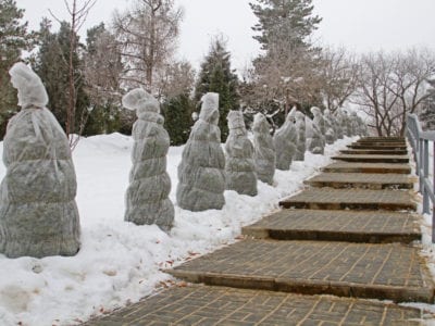 protection of bushes from frost