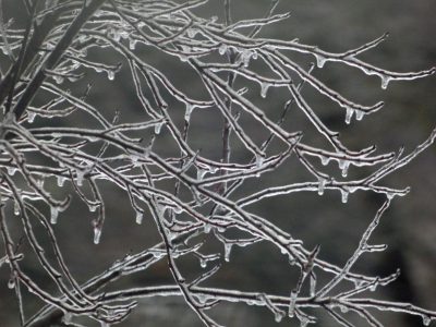ice branch