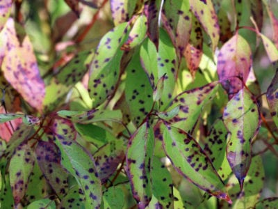 red purple foliage
