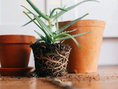 repotting aloe vera plant