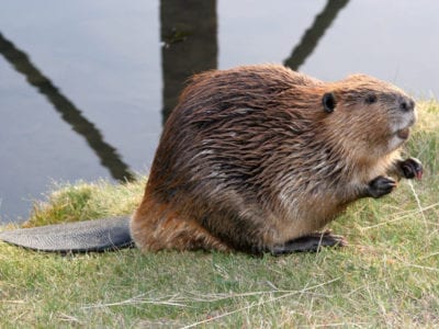 begging beaver