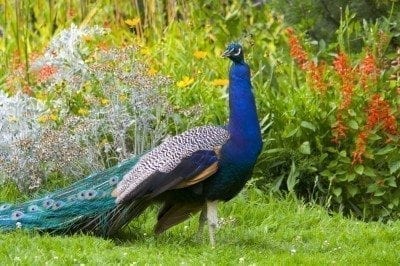 peacock in garden