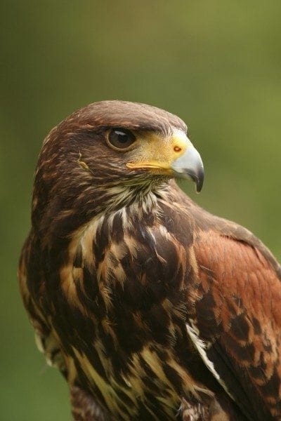 hawk