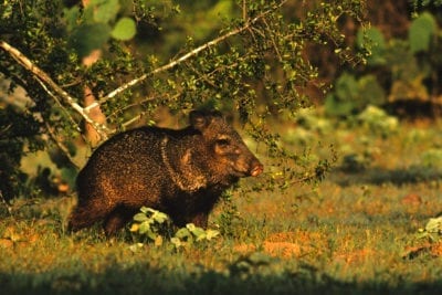 Javelina