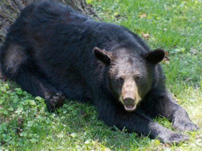 black bear