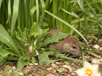 brown rat