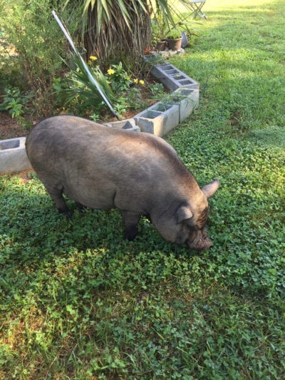 escaped pig