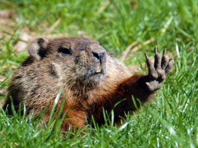 groundhog