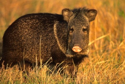 javelina
