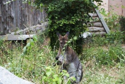 kangaroo in garden