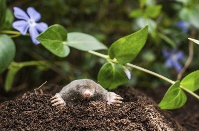 mole problem