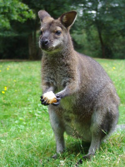 wallaby