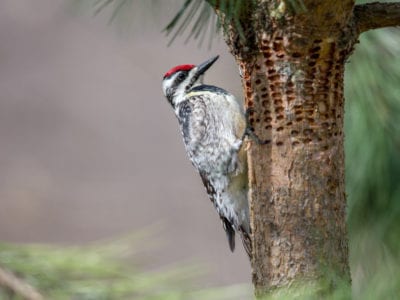 woodpecker inspecting holes