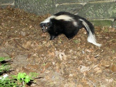 skunk1