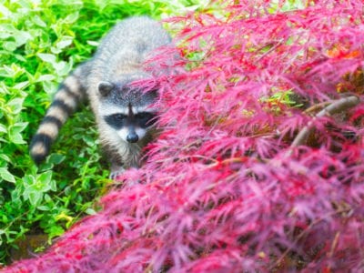racoon and japanese maple