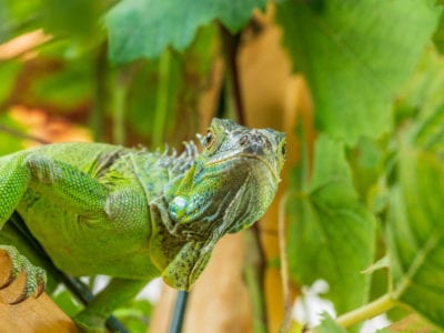 green iguana