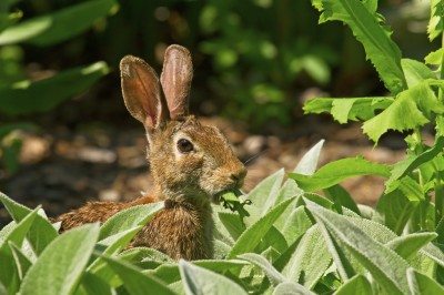 rabbit in garden