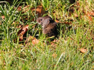vole