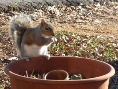 squirrel container