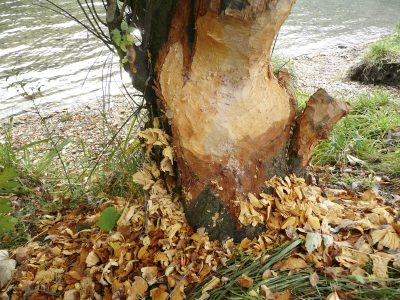 beaver damage