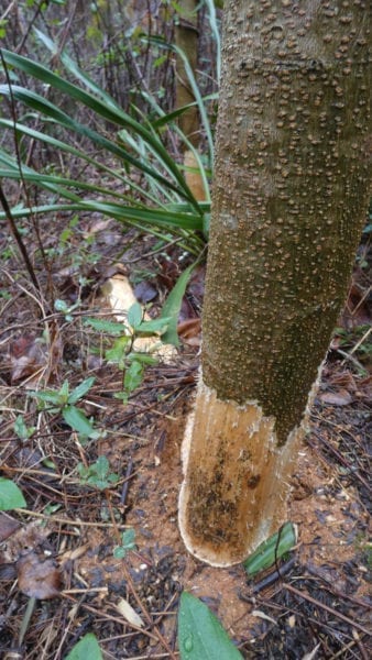 Rodent Damage to tree
