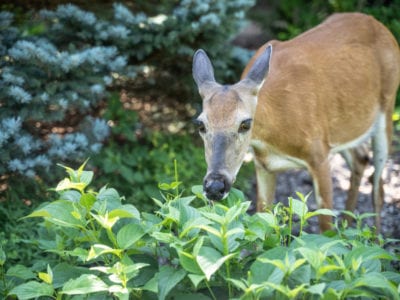 whitetailed deer eating flowers