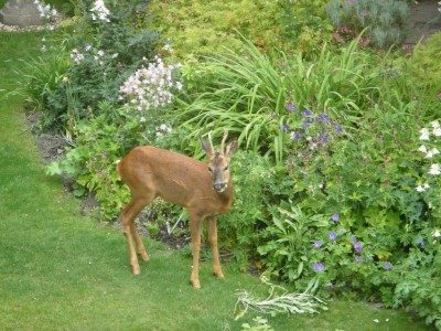deer in garden