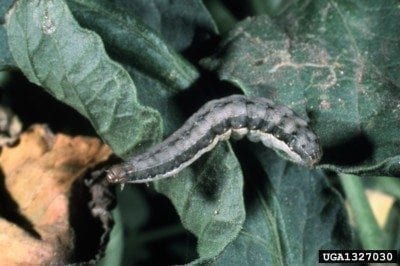 beet armyworm