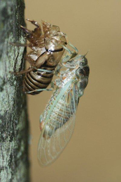 cicada