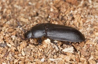 darkling beetle
