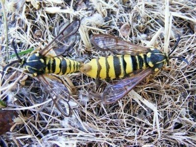 cottonwood crown borer