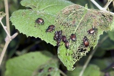 Japanese Beetles