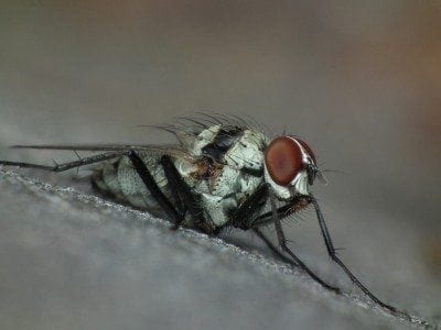 adult root maggot fly