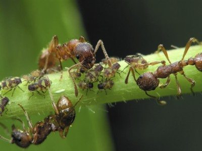 aphids ants